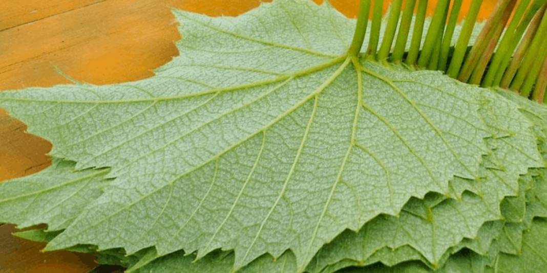 Pizza kutusundan asma yaprağına: İşte Avrupa’dan iade edilen Türk ürünleri 6